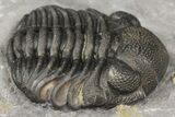 Eldredgeops Trilobite Fossil - New York #164428-3
